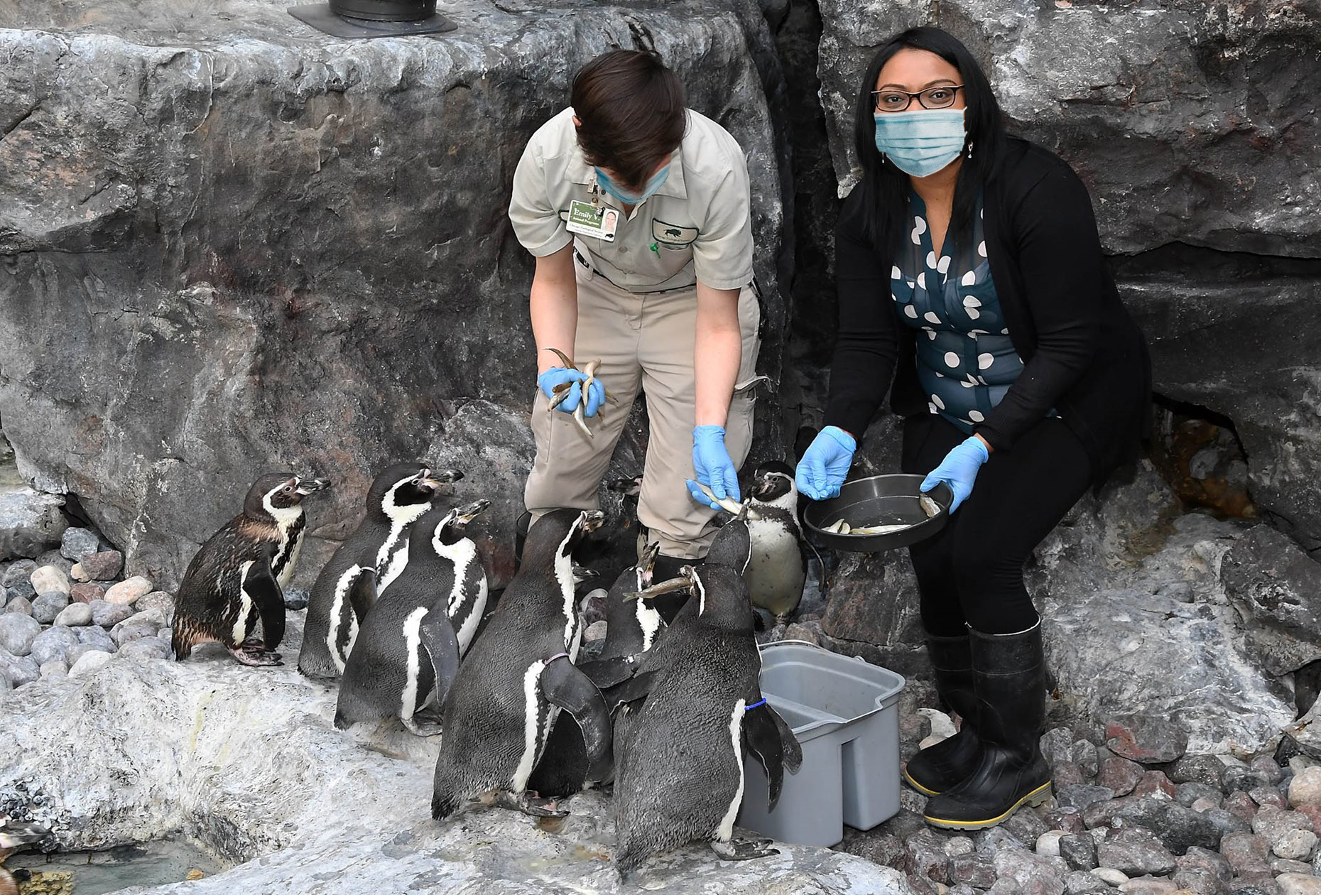 Feed the Penguins Feed the Penguins