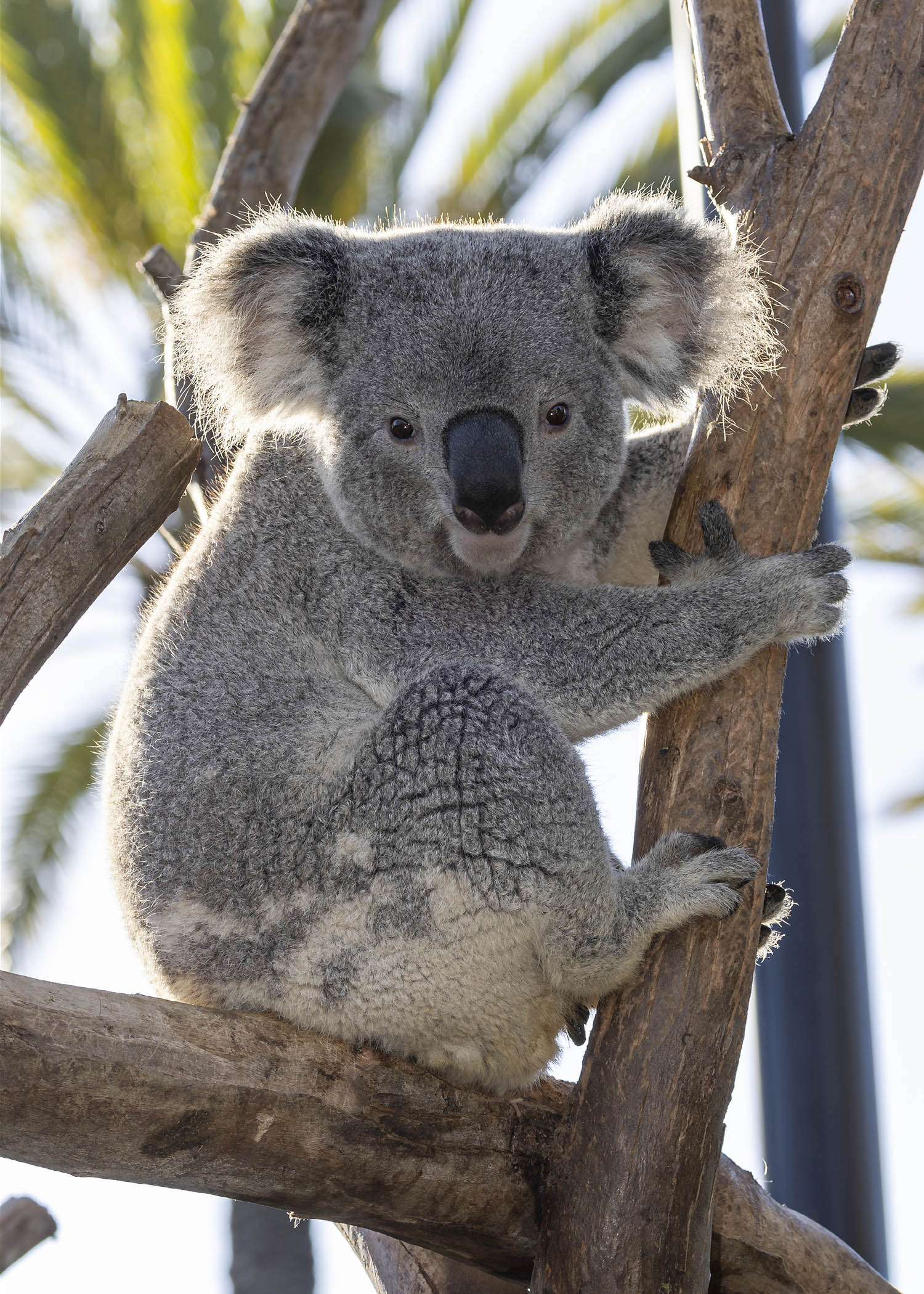 Koala Bear
