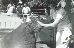 Walrus_250x165.jpg