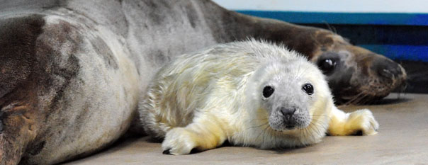 Grey Seal Pup