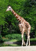 Reticulated Giraffe - Potoka
