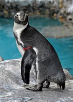 Humboldt Penguin - Empanada