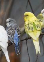 Parakeet