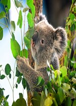 Koala - Brumby