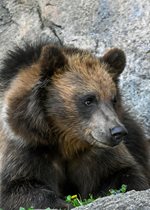 Brown Bear - Jess