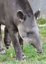 South American Tapir - Sorghum