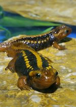 Emperor Newt