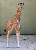 Reticulated Giraffe - Kinda (born 8-19-2023)