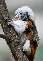 Cotton-top Tamarin