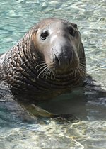 Grey Seal - Kiinaq