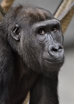 Lowland Gorilla - Nora