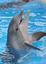 Bottlenose Dolphin - Noelani