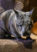 Southern Hairy-nosed Wombat - Mia