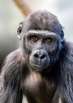 Lowland Gorilla - Ali