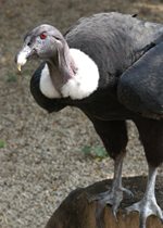 Andean Condor - Maria