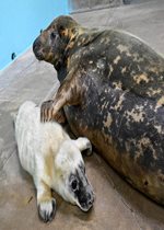 Grey Seal - Georgie