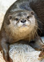 Asian Small-clawed Otter - Pearl