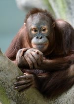 Orangutan - Kecil