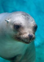 California Sea Lion - Lucy