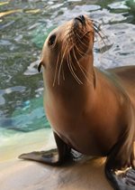 California Sea Lion - Sabiena
