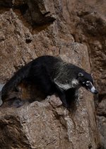 Coati