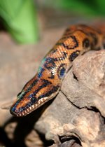 Rainbow Boa