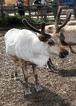 Reindeer - Bunny