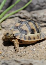 Egyptian Tortoise