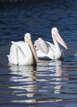 American White Pelicans