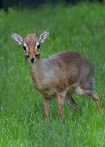 Kirk's Dik-dik - Captain