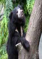 Sloth Bear - Lila