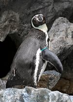 Humboldt Penguin - Pepe