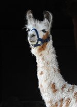Llama - Cinnamon