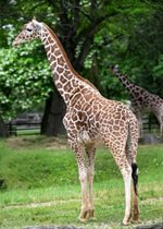 Reticulated Giraffe - Asha