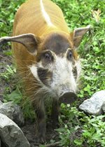Red River Hog