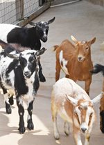 Nigerian Dwarf Goats
