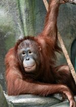 Orangutan - Kekasih
