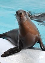 California Sea Lion - Carolyn
