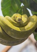 Green Tree Python