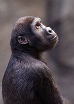 Lowland Gorilla - Ali