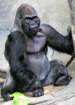 Lowland Gorilla - Jontu