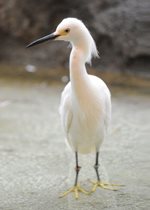 Snowy Egret