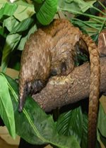 White-bellied Pangolin