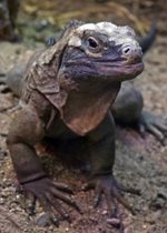 Jamaican Iguana