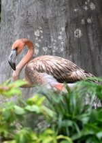 American Flamingo