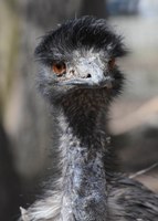 Emu