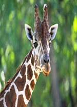 Reticulated Giraffe - Ato