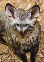 Bat-eared Fox