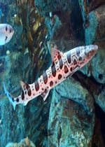 Leopard Shark