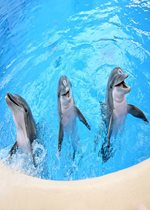 Bottlenose Dolphins